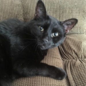 Meet your Posher, Abby